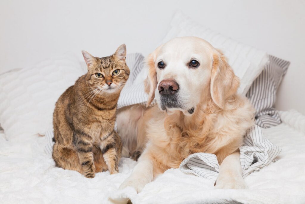 Allergieen bij huisdieren hoe u uw hond of kat helpt