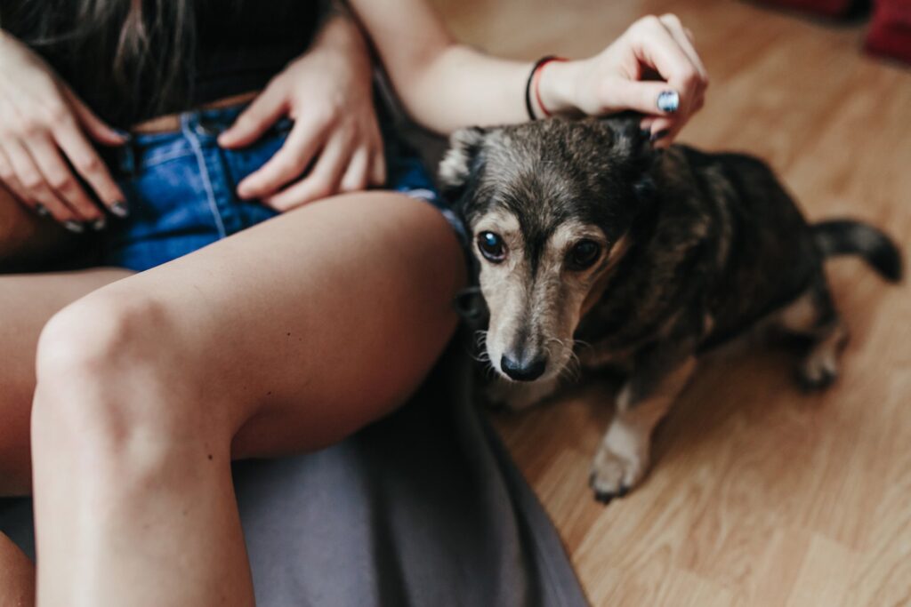 Allergieen voor huidparasieten bij honden symptomen en behandelingen