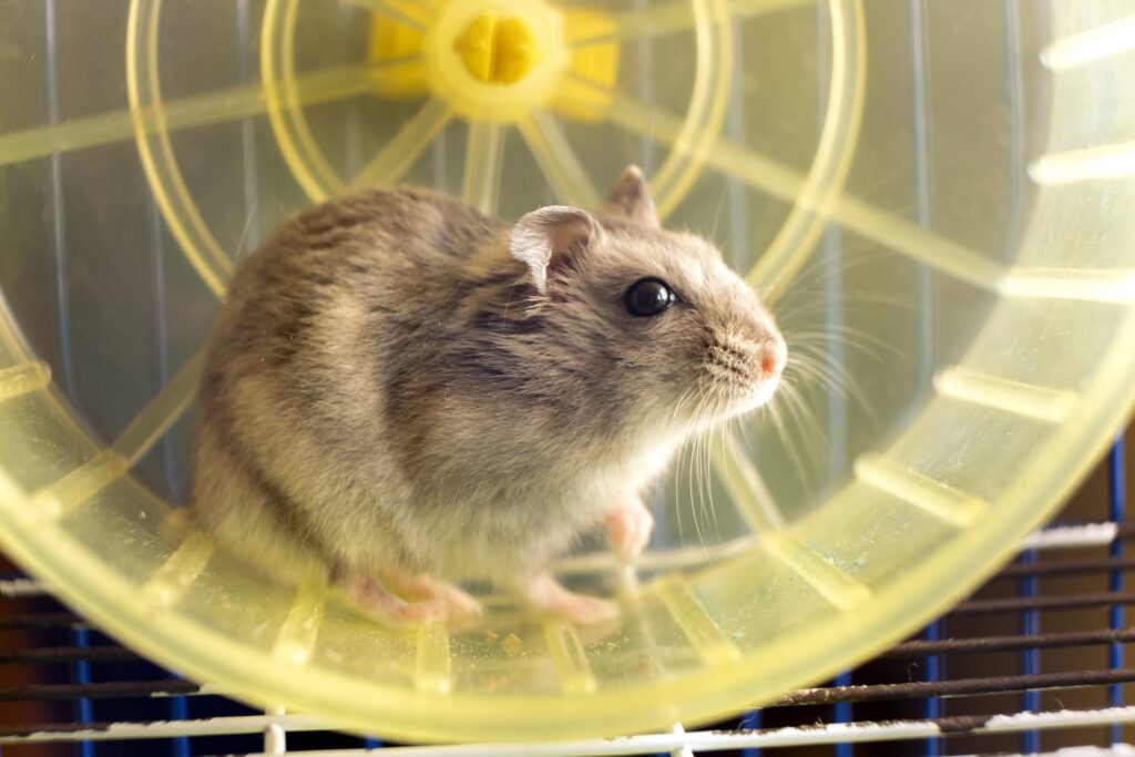 Alles wat je moet weten over Rattengezondheid