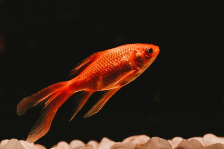 Alles wat je moet weten over goudvissenvoeding