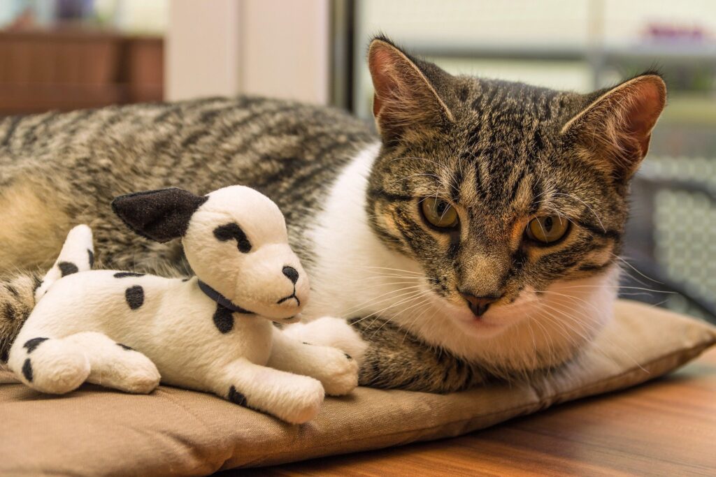Alles wat u moet weten over allergieen bij huisdieren honden en katten