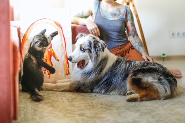 De beste manieren om je hond of kat te verzorgen tijdens een scheiding