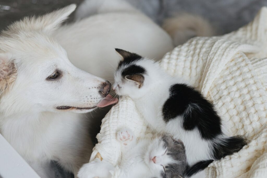 De beste manieren om je hond of kat te verzorgen tijdens een verandering in huis