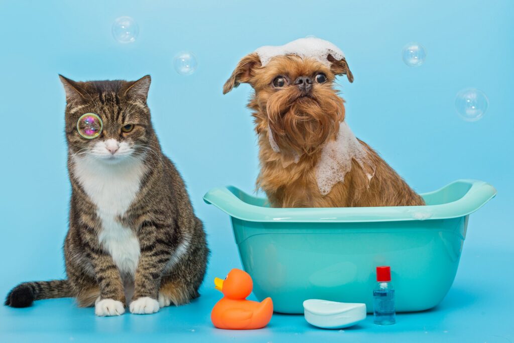 De beste manieren om je hond of kat te verzorgen tijdens een verandering in seizoenen