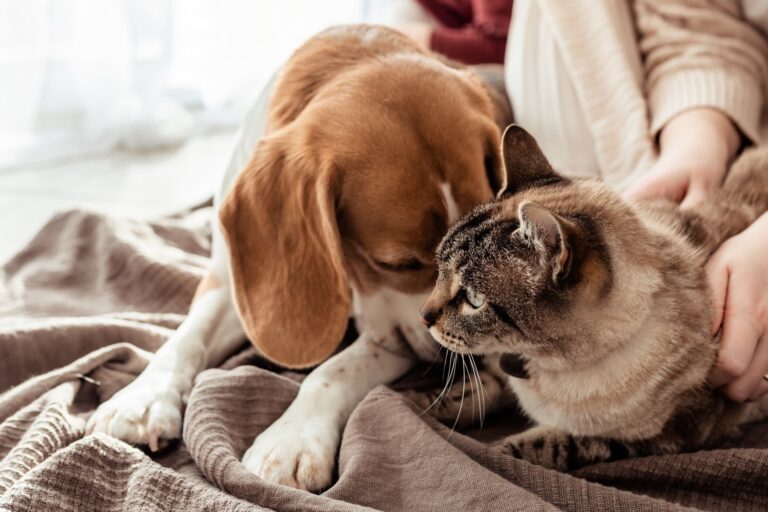 De beste manieren om je hond of kat te verzorgen tijdens een verandering van klimaat