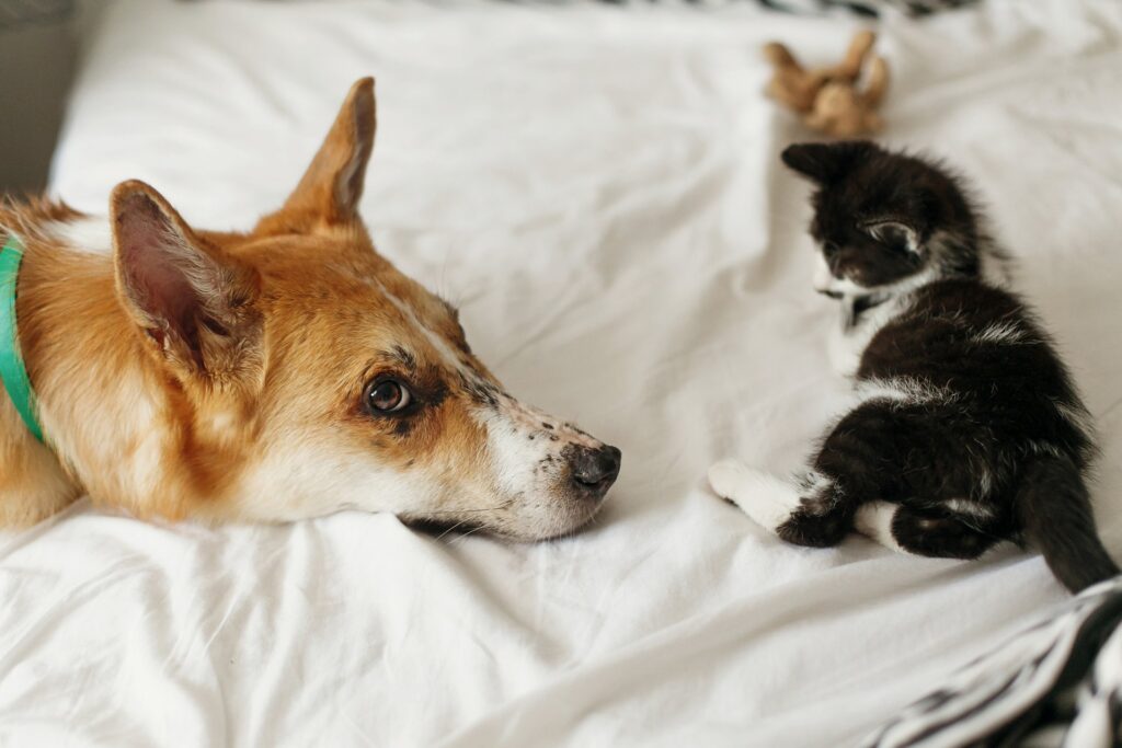De beste manieren om je hond of kat te verzorgen tijdens een verandering van levensstijl