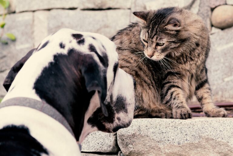 De beste manieren om je hond of kat te verzorgen tijdens een verandering van woning