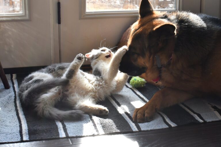 De beste manieren om je hond of kat te verzorgen tijdens een verhuizing naar het buitenland