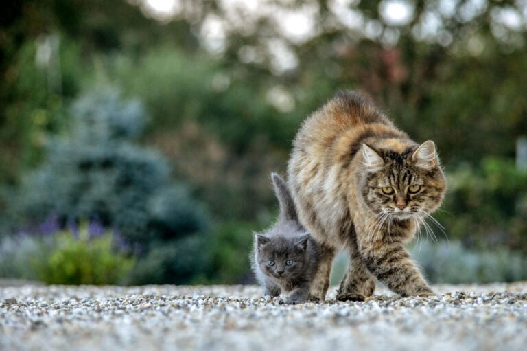 De beste manieren om je kat te verzorgen als je weg bent