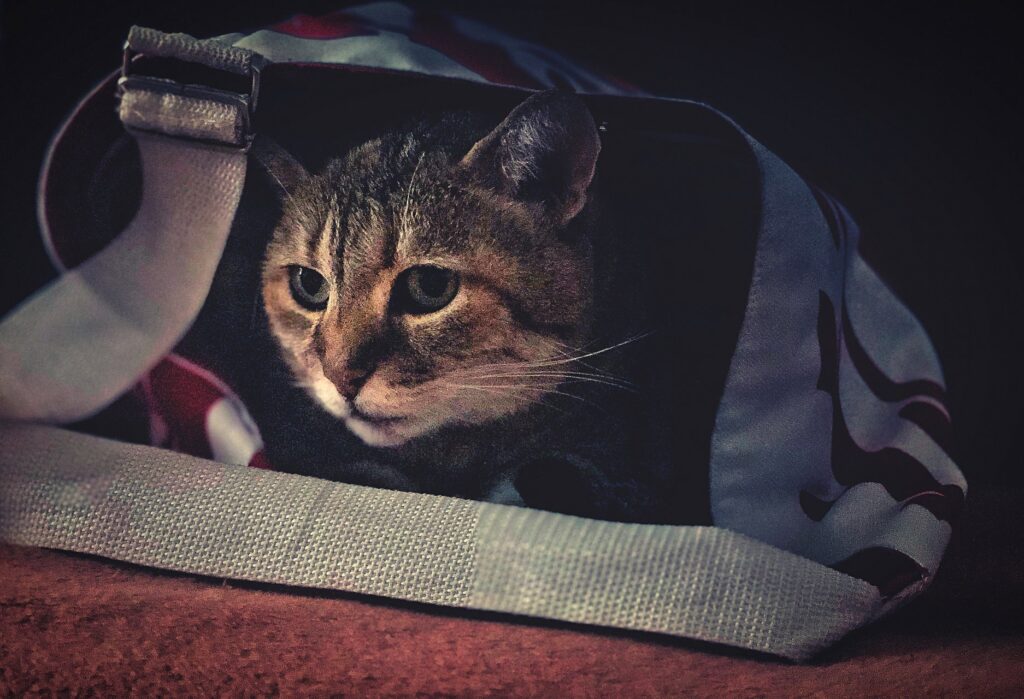 De beste manieren om je kat te verzorgen tijdens een verhuizing