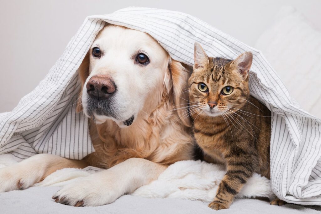 De beste medicijnen en behandelingen voor honden en katten met allergieen