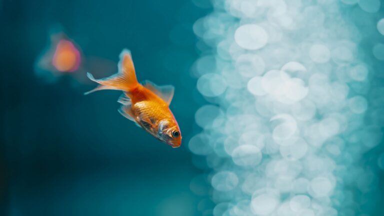 De beste tips voor het verzorgen van goudvissen