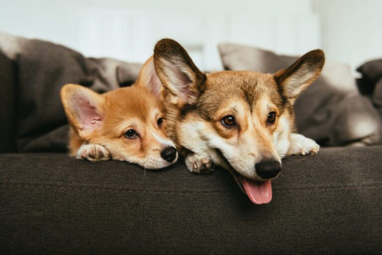 De beste voeding voor honden met allergieen