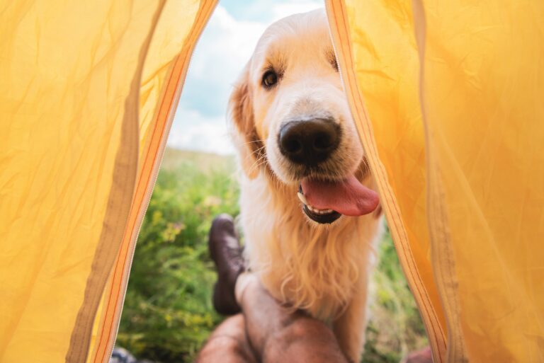 De beste voeding voor honden met gewrichtsproblemen
