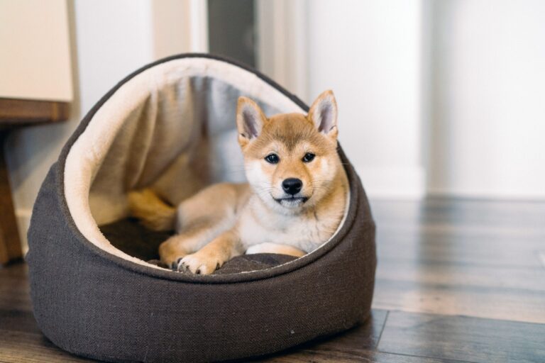De beste voeding voor honden met huidproblemen