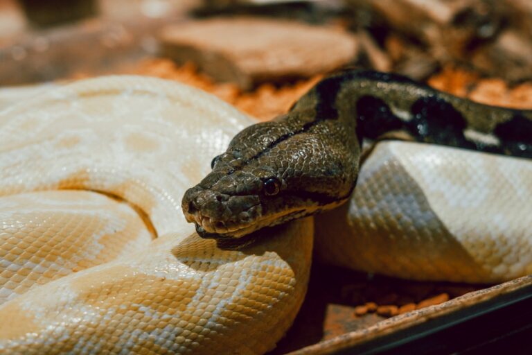 De fascinerende wereld van het voederen van slangen wat je moet weten