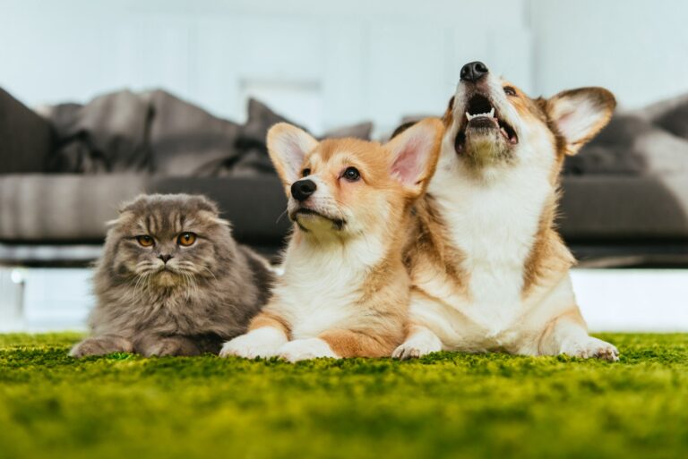 De gevaren van goedkope honden en kattenvoeding