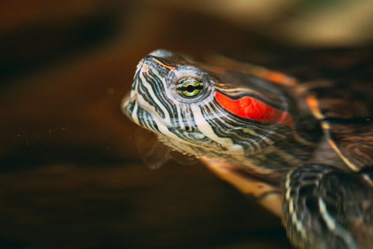 De gezondheid van je waterschildpad voorkomen en behandelen van ziektes