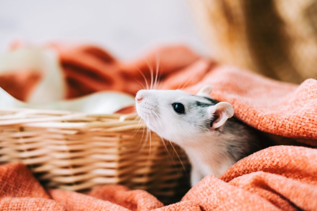 De juiste voeding voor je Rat