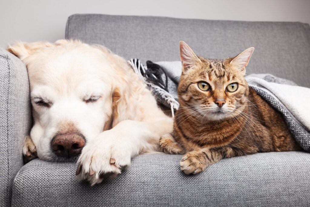 De meest voorkomende darmproblemen bij huisdieren en hoe je ze kunt behandelen