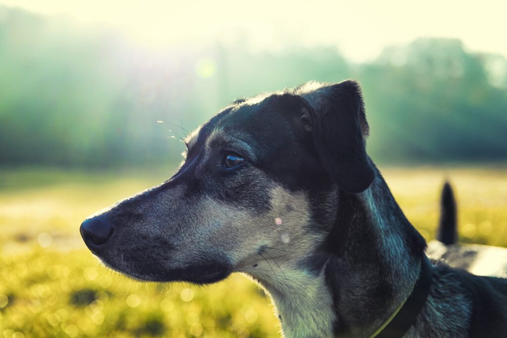 De meest voorkomende huidproblemen bij honden en hoe je ze kunt behandelen