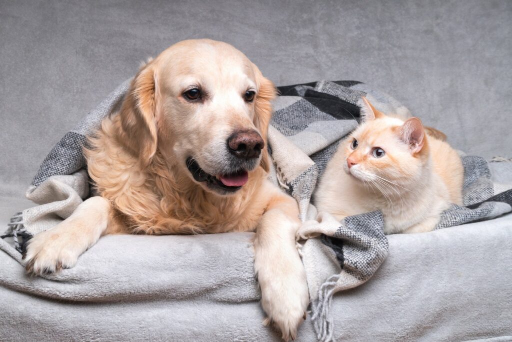 De meest voorkomende nierproblemen bij huisdieren en hoe je ze kunt behandelen