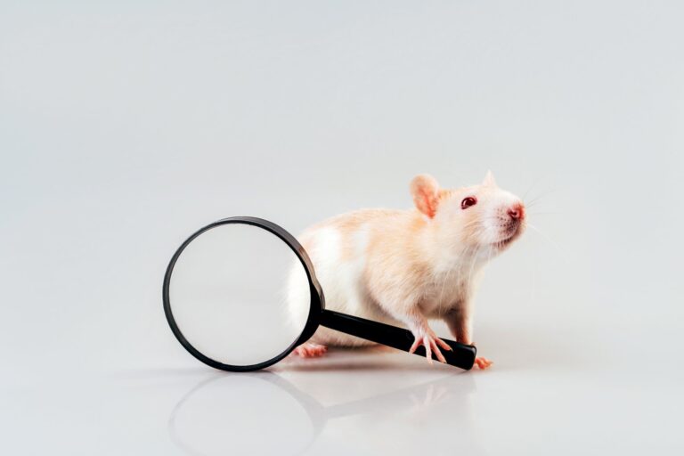 De meest voorkomende ziektes bij Ratten