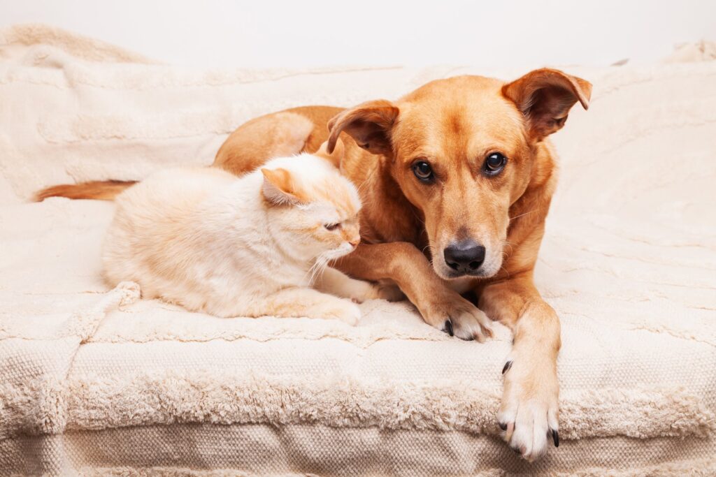 De rol van microbiom in de gezondheid van honden en katten