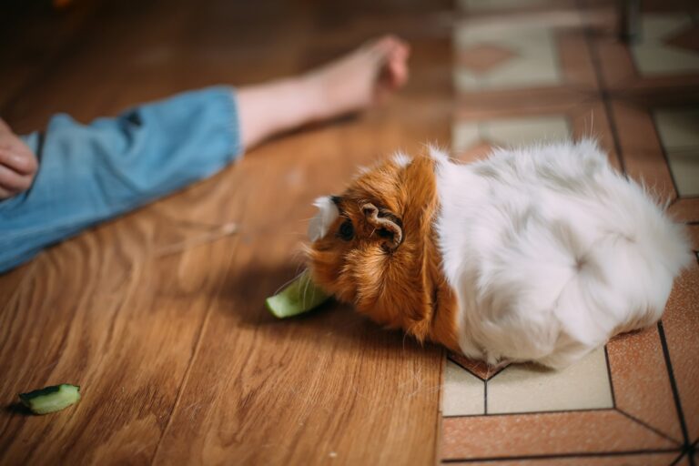 De verschillende soorten voedsel die u aan uw cavia kunt geven