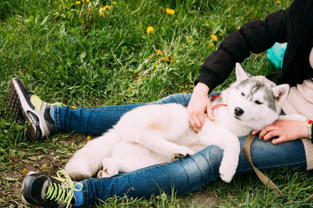 De voordelen van het trainen van je hond