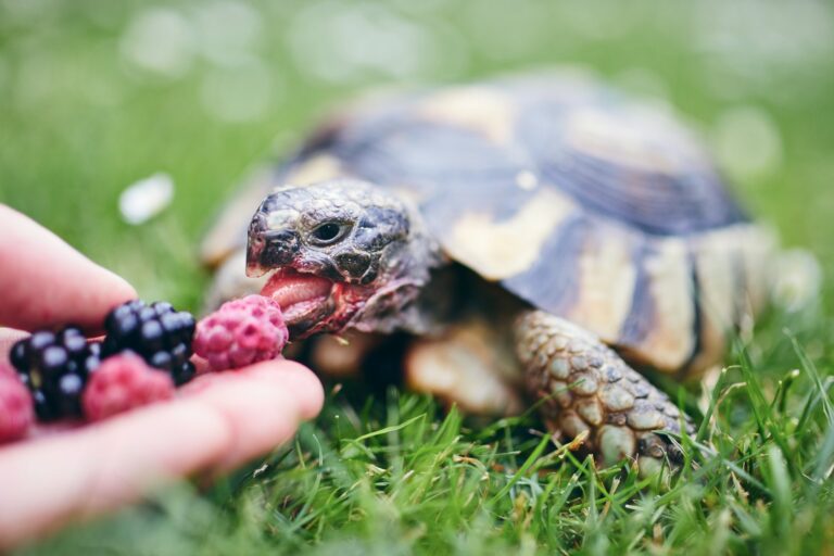 Een gids voor de voeding van je schildpad als huisdier wat te voeren en wat te vermijden
