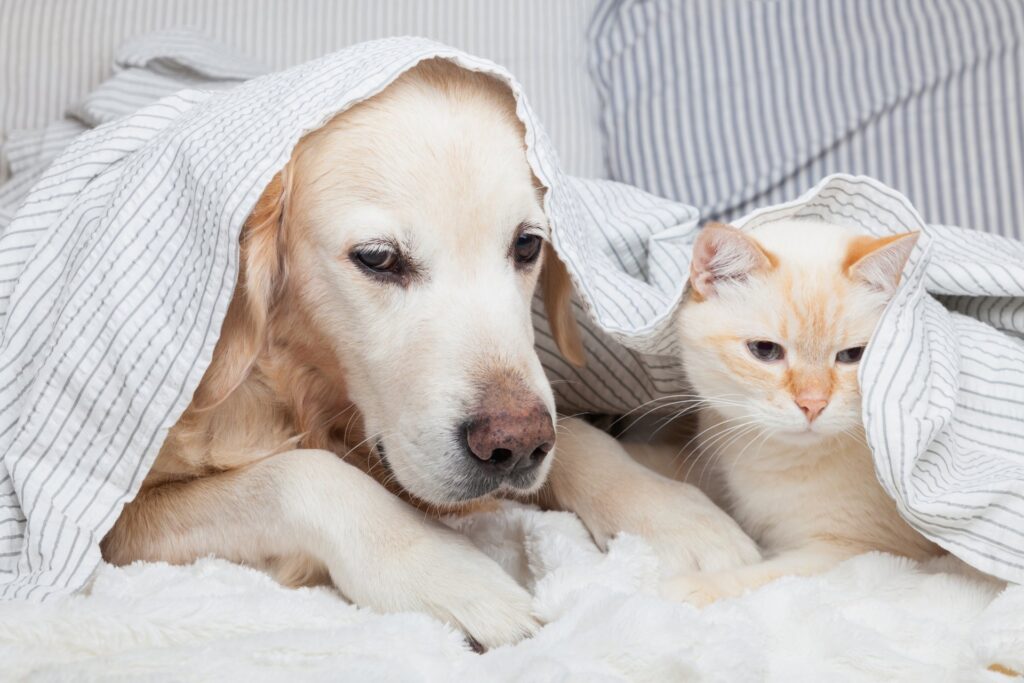 Een gids voor het diagnosticeren van allergieen bij huisdieren