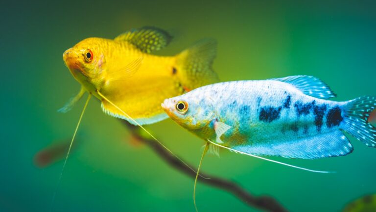 Gouramis en andere vissen Tips voor het creeren van een harmonieuze gemeenschap