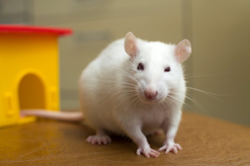 Grootste verzorgingsfouten bij het houden van Ratten