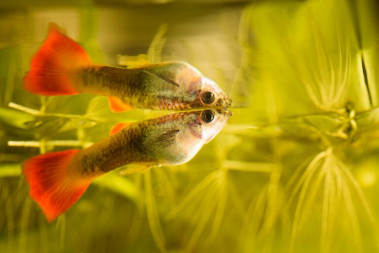 Guppys en andere vissen Welke soorten kunnen samenleven in je aquarium