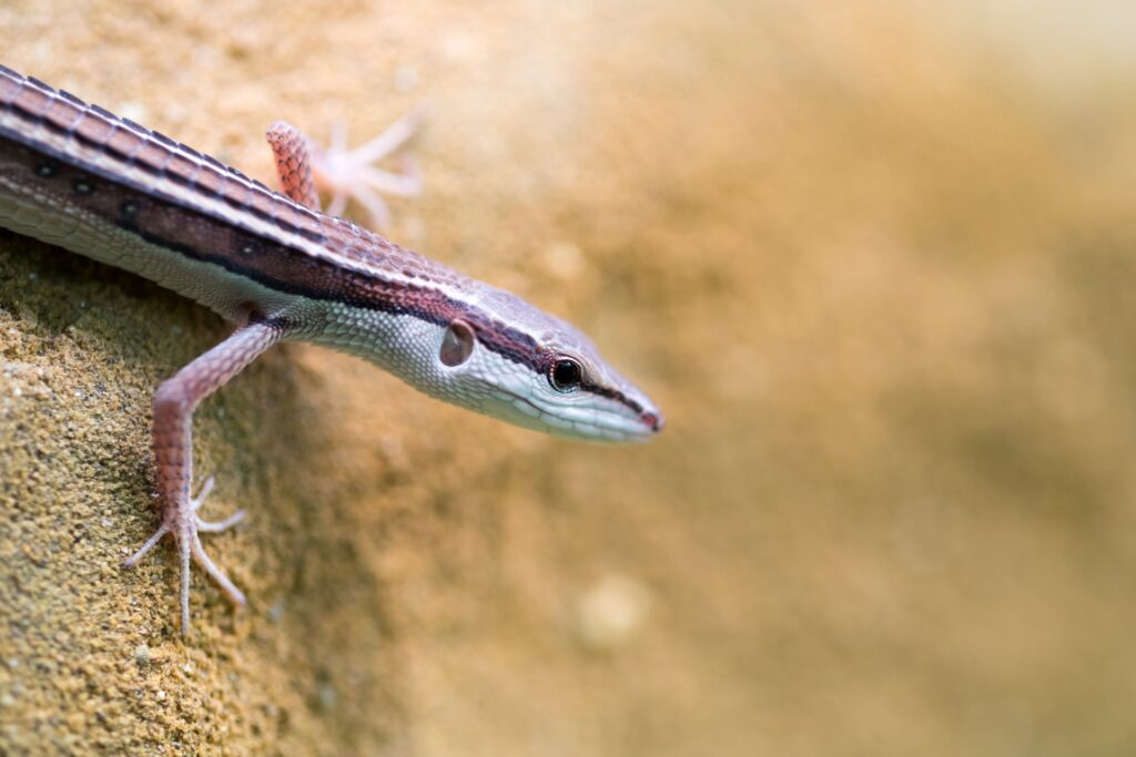 Het kiezen van de juiste gekko als huisdier een beginnersgids