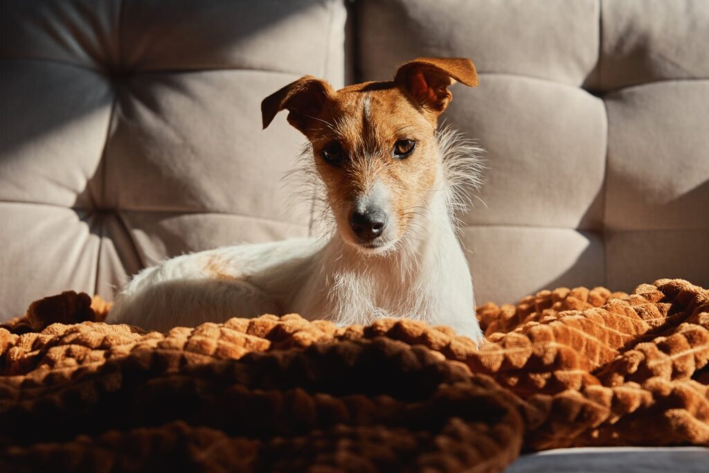 Hoe begin ik met het trainen van mijn hond