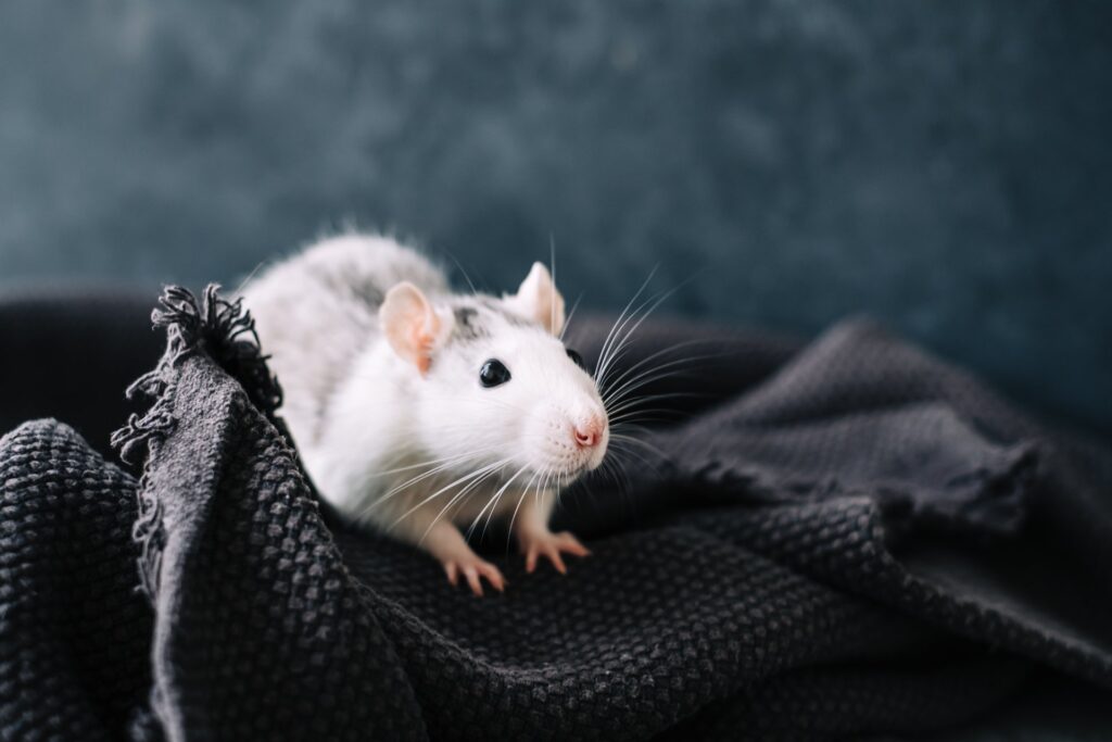 Hoe creeer je een gezond leefomgeving voor je Rat