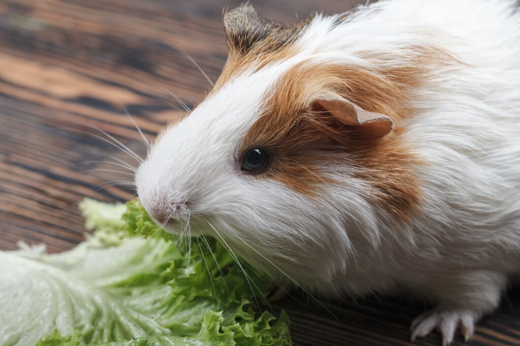 Hoe de verzorging van een cavia eruit ziet