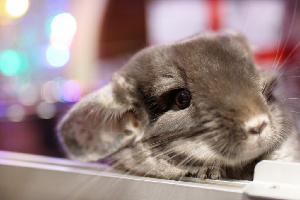 Hoe je Chinchillas kunt trainen