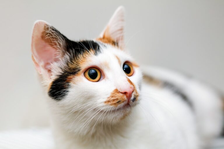 Hoe je de juiste hoeveelheid voeding kunt bepalen voor je kat