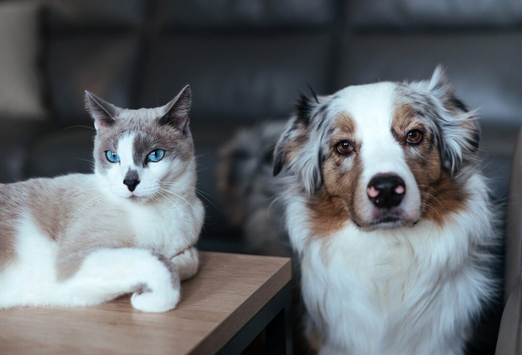 Hoe je de juiste voeding kunt kiezen voor je hond of kat met een specifiek ras