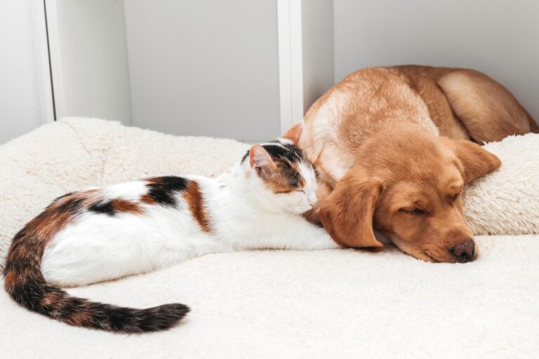 Hoe je de juiste voeding kunt kiezen voor je hond of kat met een specifieke gezondheidstoestand