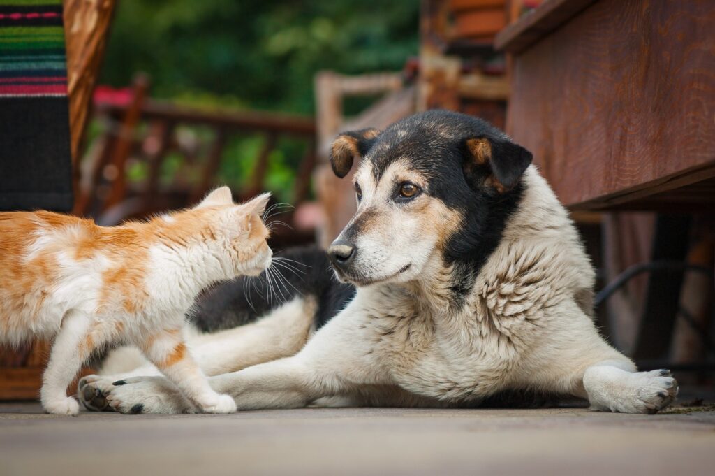 Hoe je de juiste voeding kunt kiezen voor je hond of kat met een specifieke grootte