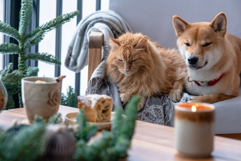 Hoe je de juiste voeding kunt kiezen voor je hond of kat met een specifieke leeftijd
