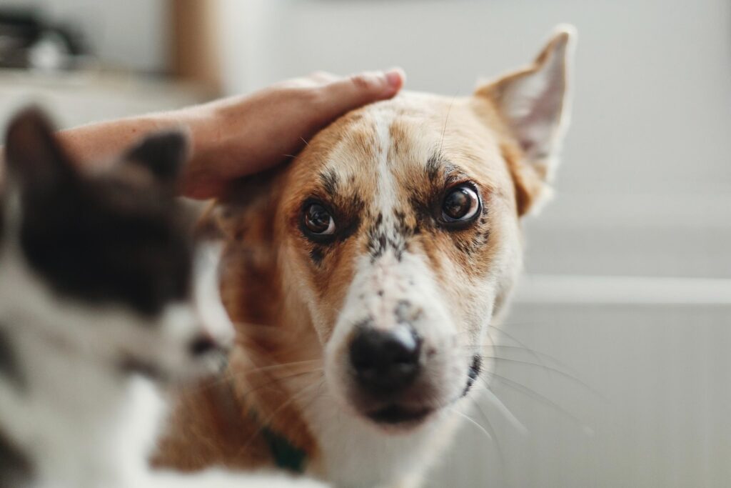 Hoe je de juiste voeding kunt kiezen voor je hond of kat met overgewicht