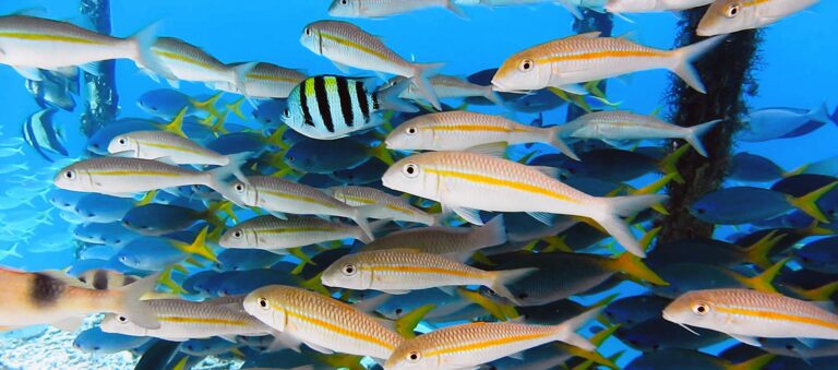 Hoe je de perfecte omgeving creeert voor Barbelen in je aquarium