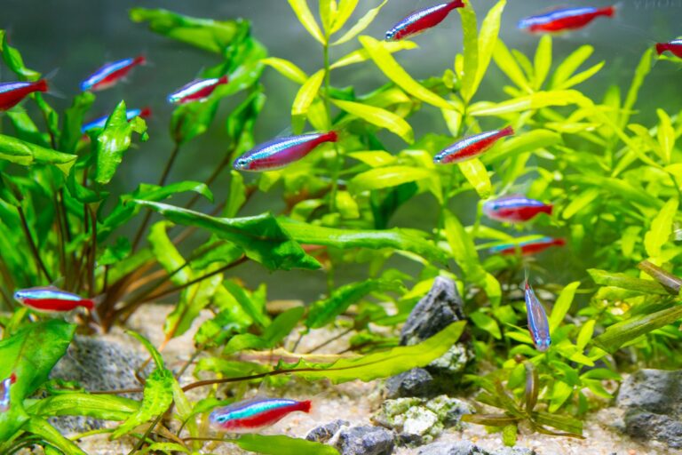 Hoe je een natuurlijke omgeving creeert voor neon tetras in je aquarium