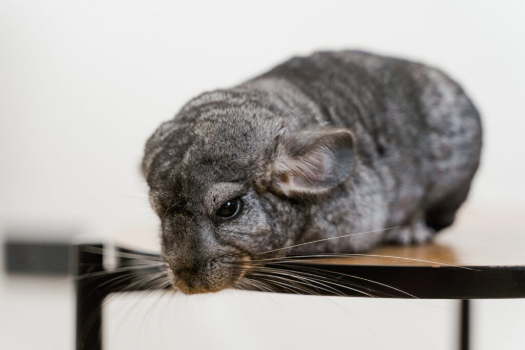 Hoe je je Chinchillas gezond en gelukkig houdt
