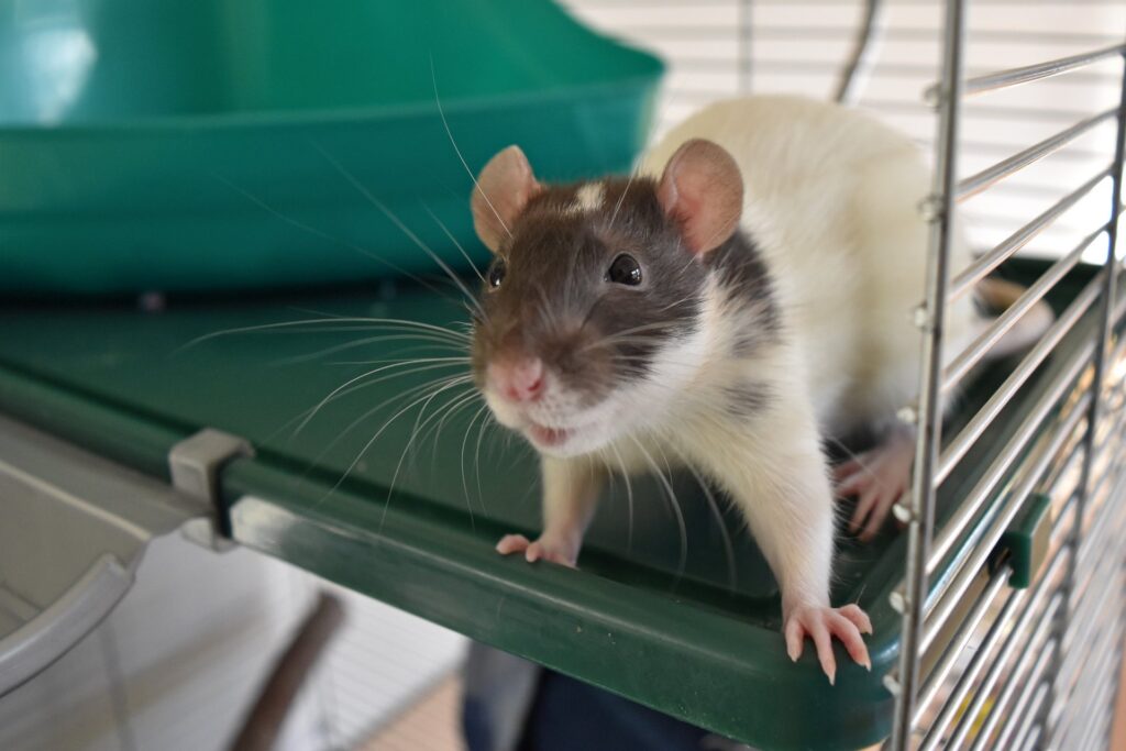 Hoe je je Rat kunt helpen bij het oplossen van problemen
